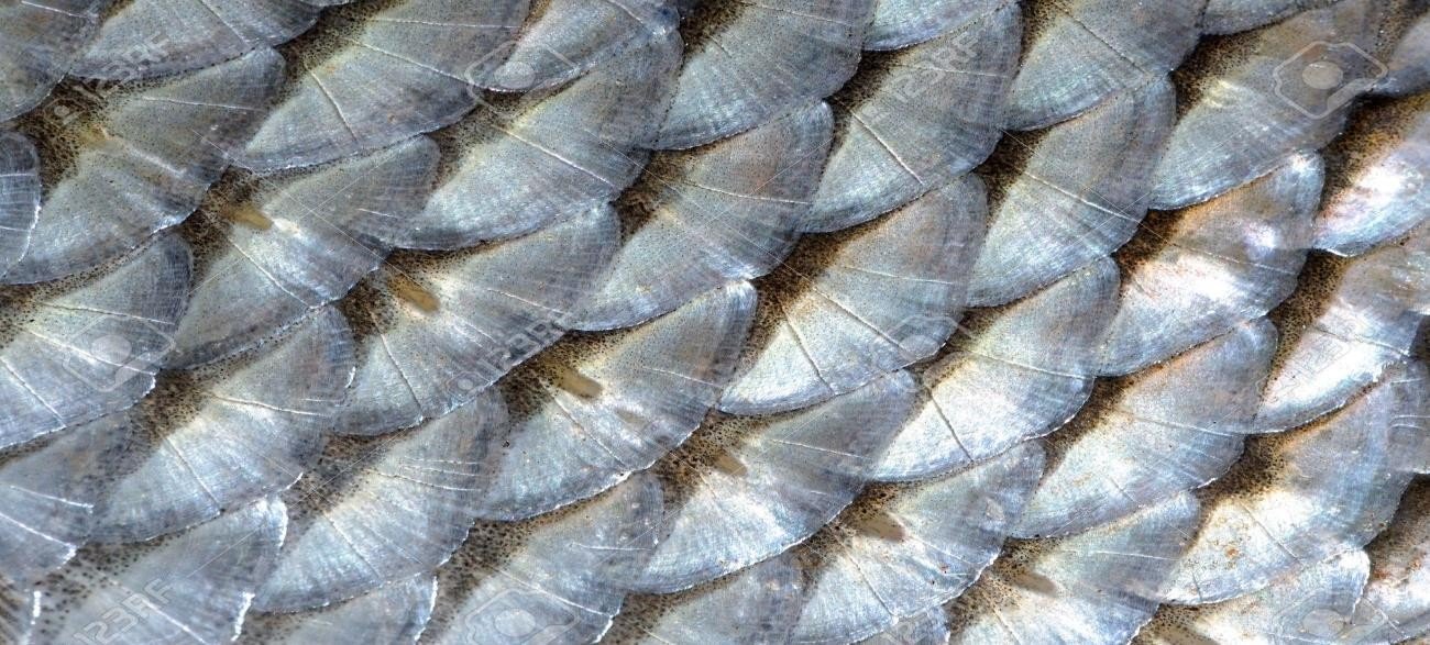 Overlapping scales