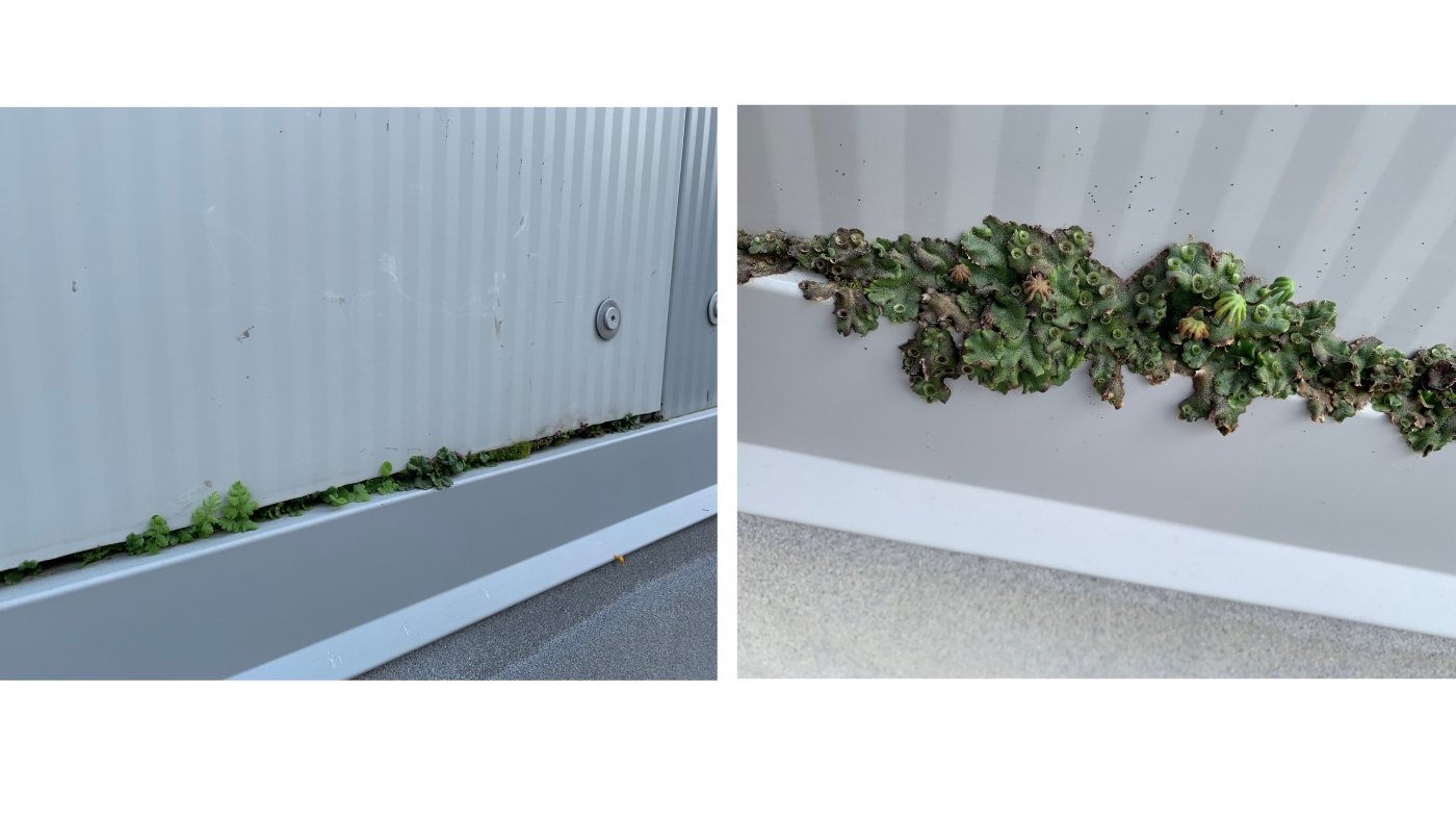 A green wall nobody drew. Plants took hold along the bottom edge and expansion joints of the fire-rated panels on almost half of the flight test hangar’s northern elevation.